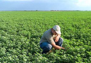 Farmer In A Guar Field